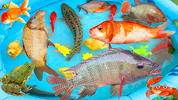 kem kem tivi kéo bể bơi dưới ao đi bắt cá được cá vàng, cá chuối, cá chép, con vịt, cá rô, cá chim