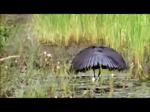 Nighttime Daytime Bird