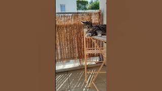 DJ GOMGOM - Boullet et Ti'ber