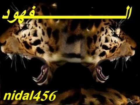 وصلاوي عالي وغالي ودومه عالي 