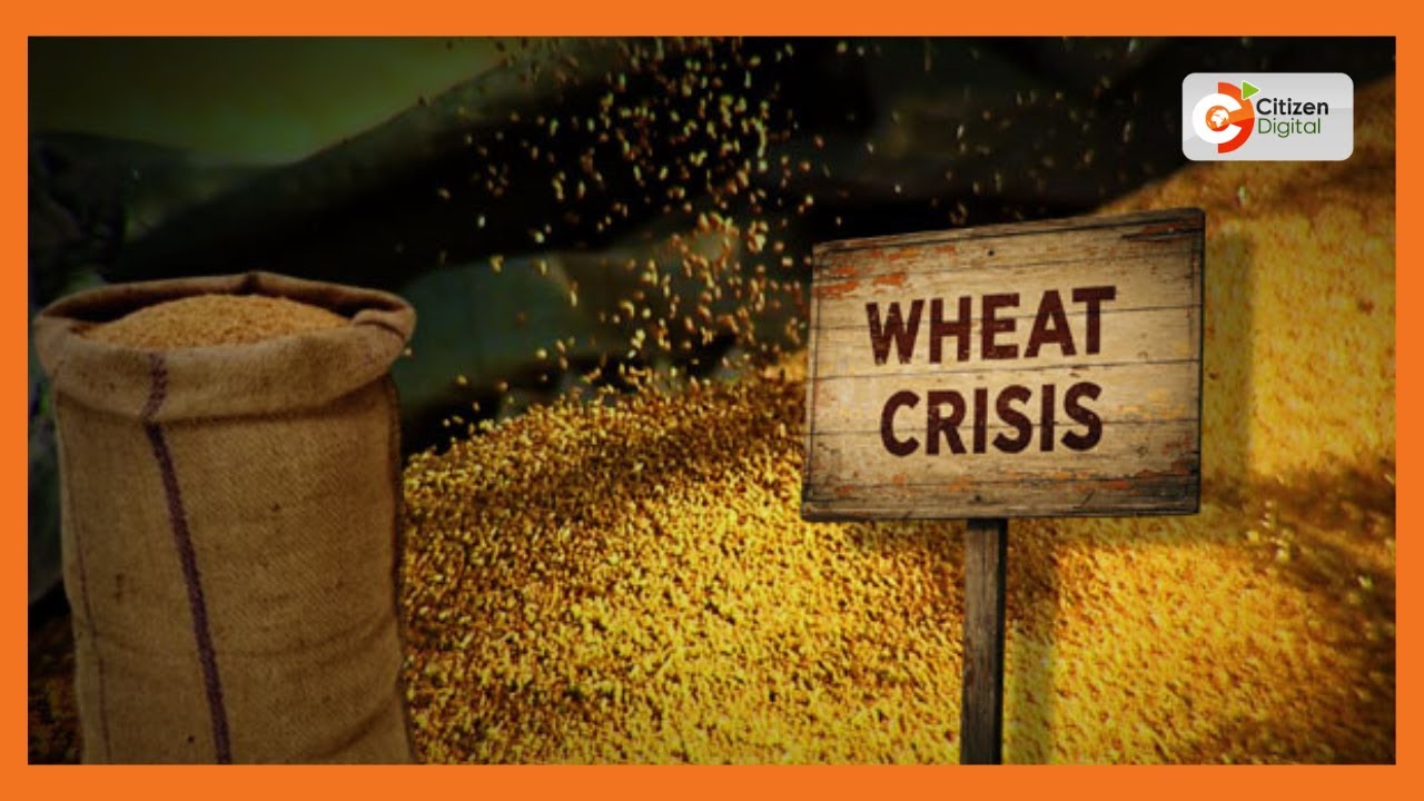 Narok Wheat Crisis: Farmers stranded with tons and tons of wheat