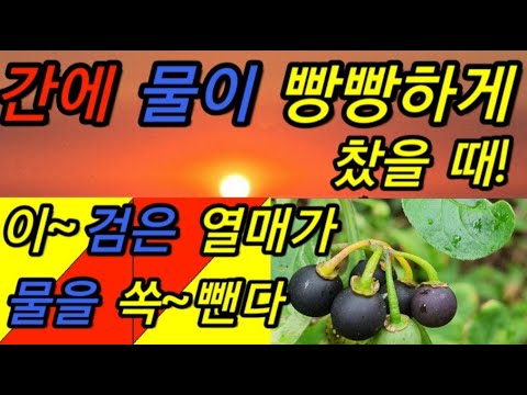 간에 물이 빵빵하게 찼을 때! 이~검은 열매가 간의 물을 한방에 쏙~뺀다!                                                   까마중