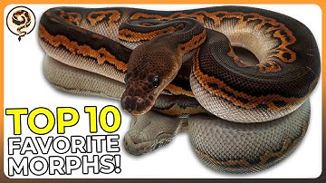 Mijn 10 favoriete morfologieën van balpythons aller tijden!