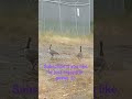GOOSE GOOSE GEESE EVERYWHERE subscribe if you would like to support or like birds otherwise enjoy🦆🪿🐦
