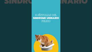 Por esto tu gato orina fuera de su arenero 🚨 #comportamientofelino #gatos #mascotas