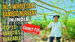 Buy Bamboo Plants at Wholesale Price | Top 13 Varieties Available!