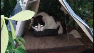 Feline Activities May 11,2024part 8305 DAJONGEE SP