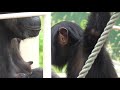 Baby chimpanzee, Fighting for breast milk with my sister. Karan Koe Yotsuba