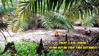 PIKAT INI SANGAT CEPAT DATANGKAN AYAM HUTAN CUKUP 3 KALI KOKOK