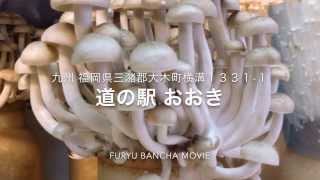 【道の駅で逢いましょう】九州随一のキノコ産地・福岡県の大木町にある【道の駅 おおき】へ（九州 福岡県久留米市【番茶のお店 ふりゅう】池松伸彦さん）