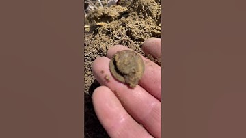 SICK WWI Relic Find Metal Detecting World War I Camp Artillery Collar Disc Digging w. Nokta Legend!