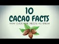 10 CACAO FACTS THAT EVERYONE NEEDS TO KNOW - YouTube