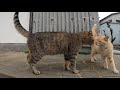 【猫島】突然喧嘩を仕掛けるキジトラ猫。[Cat Island] A Kijitora cat who suddenly starts a fight.