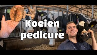 Hoof Trimming - Farm Vlog - Dutch Dairy Farmer