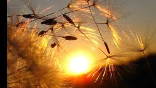 картинка: Ибн аль Фарид 