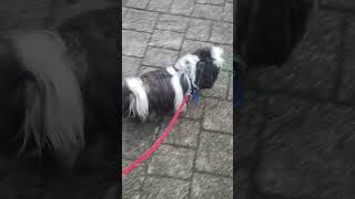 Morning Walking With Sparky Shih Tzu