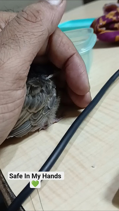 Bulbul 🐥 Baby Safe in My Hands 💚 #TikTokTheBulbul  #BirdBond #TinyWingsBigHeart