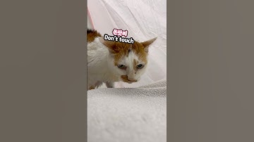 21세 노묘 메소_ 싫은 건 절대 싫음! 므엑므엑_ Don’t make me do it: Bleh!