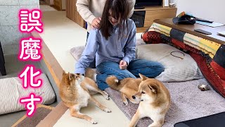 マッサージ中に気持ちよくなってオナラをしてしまいはぐらかす柴犬が可愛い