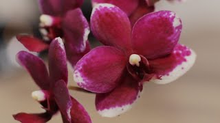 Phalaenopsis Taisuco Micky, первое цветение