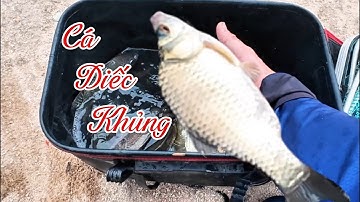 Hành trình săn lùng cá diếc khủng