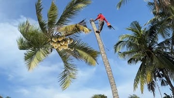 Cưa 2 Cây Dừa Cao Chót Vót ( Cưa cây Kỷ Thuật)