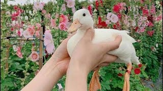 Why you need a DUCK best friend 🩷 by Chucklesome Creatures 71,488 views 4 years ago 3 minutes, 27 seconds