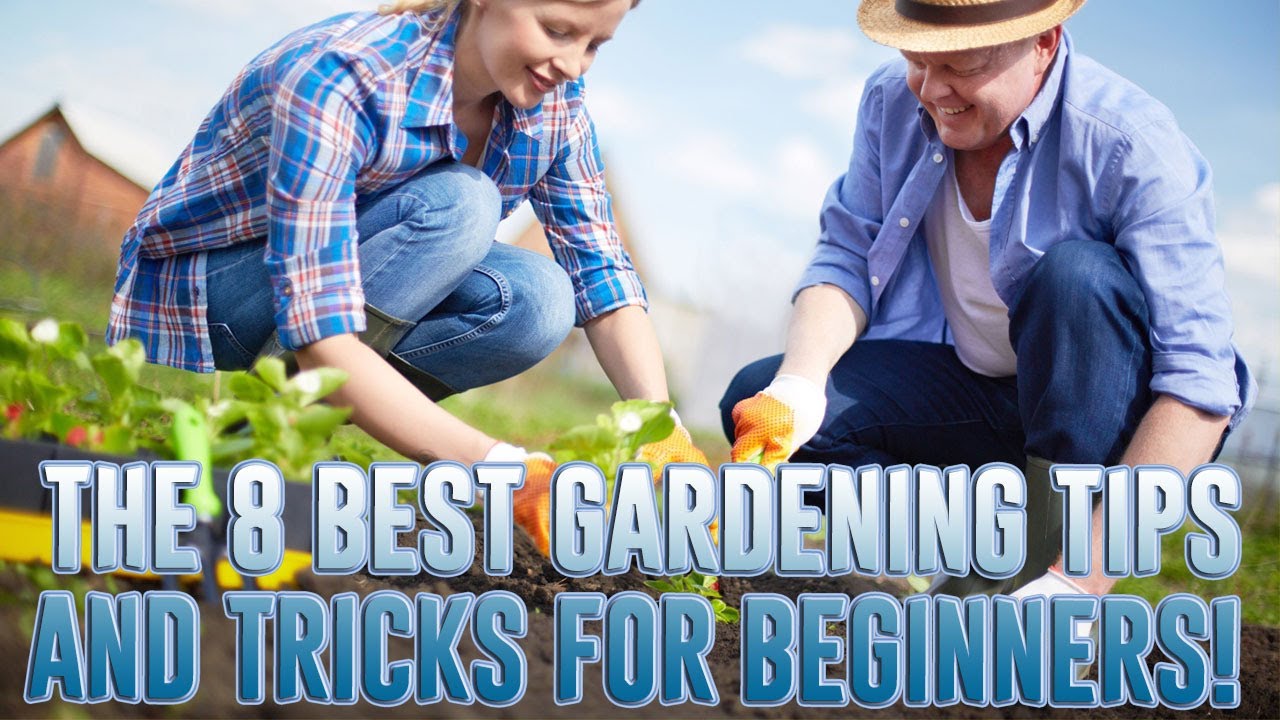 The 8 Best Gardening Tips and Tricks for Beginners! YouTube