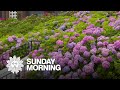 Nurturing the magic of hydrangeas