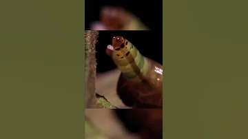 Лейкохлоридий парадоксальный Улиточный паразит
