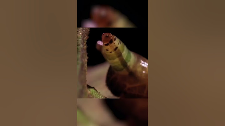 Лейкохлоридий парадоксальный Улиточный паразит