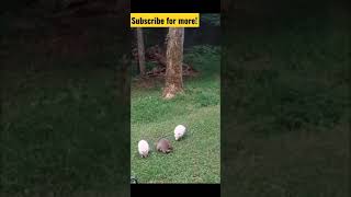 Albino Trash Panda? White Raccoons?!