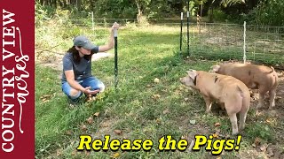 Releasing the Pigs into their new Pig Pasture.  And Saying Goodbye to some of the Goats