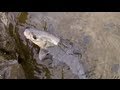 早春の川でハヤ釣り River-fishing の動画、YouTube動画。