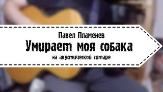 Павел Пламенев - Умирает Моя Собака (На Акустической Гитаре)