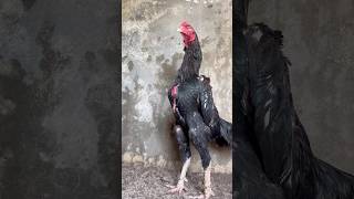 Aseel murgha #aseel #aseelmurga #swataseels #birds #roosterfarm #chicken