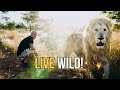 A lions wild life  dean schneider