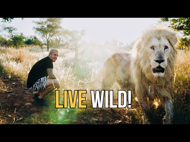 A Lions Wild Life - Dean Schneider class=