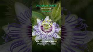 Passiflora foetida: Effective Herb for Sleep and Sedation
