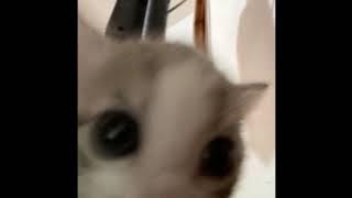 Download lagu siinamota -Young Girl A- (Speed Up)