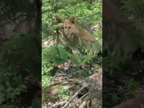 Львичка говорит 'Мяу'! #лев #львята #львица #забавныеживотные #funnyanimals #shorts #сафарипарк
