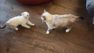 A cat and a kitten get to know each other 😹