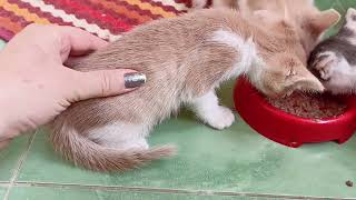 Yummy 😋 kittens are eating meat 🥓 by Stela and the cats 113 views 10 months ago 1 minute, 7 seconds