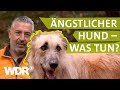 Hilfe bei ängstlichem Hund | Hunde verstehen (3) | Tierratgeber | WDR