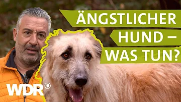 Wie zeigt sich ein ängstlicher Hund?