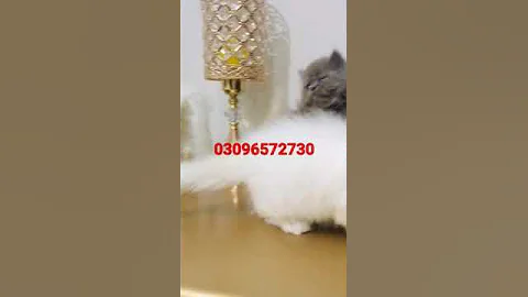 Watch the video about Pure persian grey and white Beauty kittens #petslover @kittensclub3148