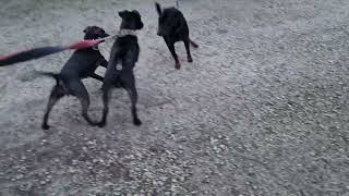 How To Act In A Showdown Patterdale Vs. German Jagd Terriers. Preventing Conflicts