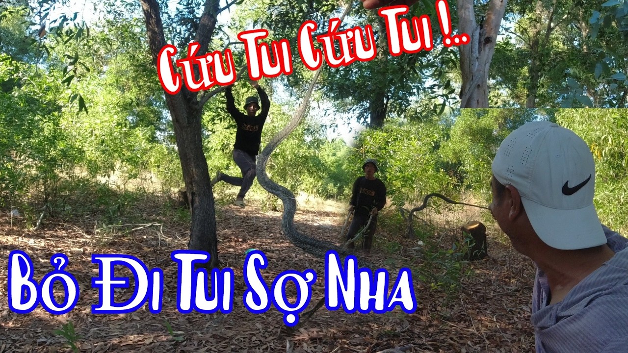 Bà 8 Phong Xanh Mặt Trèo Lên Cây Vì Thấy Con Này