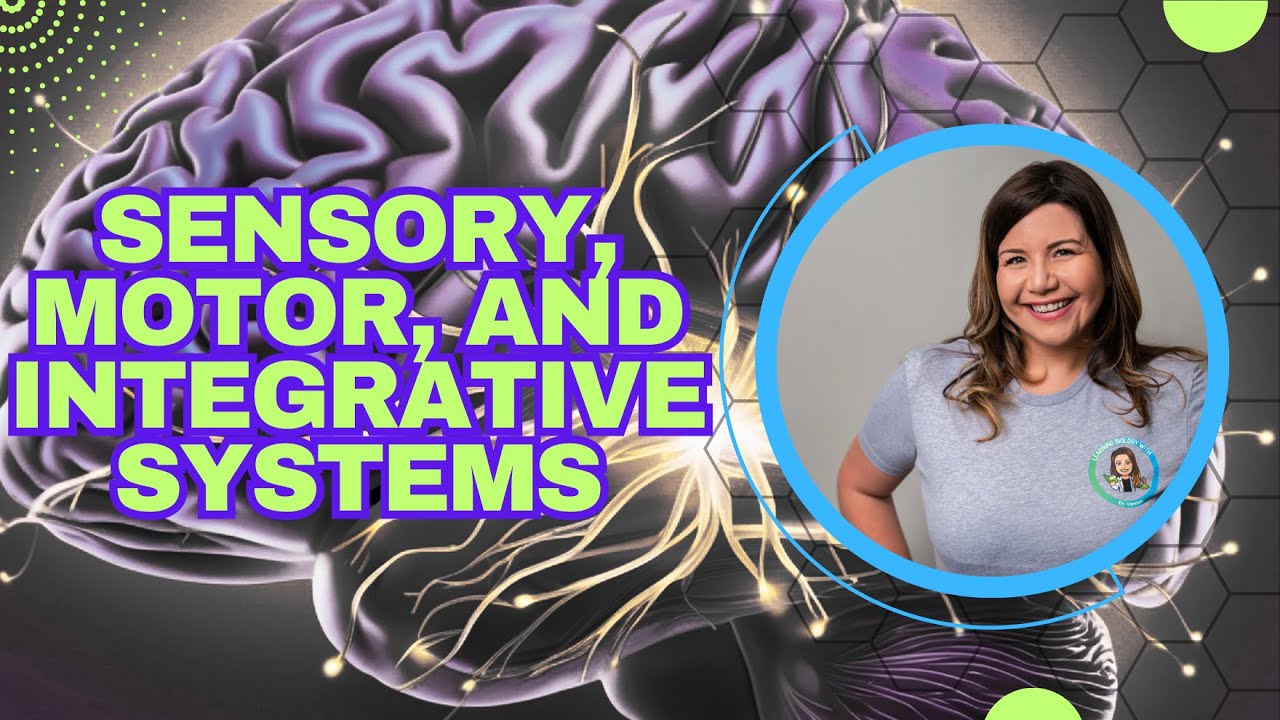 From Sensory to Movement: How Your Sensory, Motor, and Integrative ...