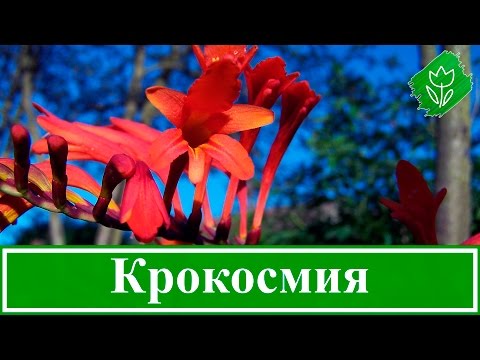 Video: Crocosmia - ekish va parvarish qilish. Krokosmiya guli (foto)